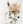 Dreamer_Fox